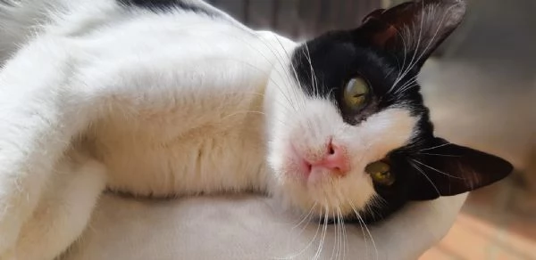 Gattino a pelo corto 4 mesi  Viaggia ovunque | Foto 0