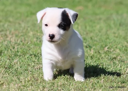 regalo jack russell terrier 