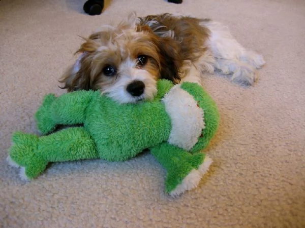 cuccioli di cavachon | Foto 1