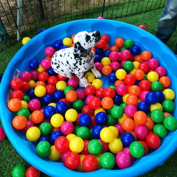 stupendi cuccioli di dalmata | Foto 1