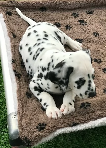 stupendi cuccioli di dalmata | Foto 0