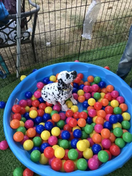 stupendi cuccioli di dalmata