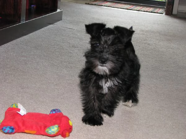 cuccioli di schnauzer 