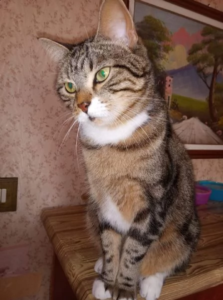 regalo due gatti