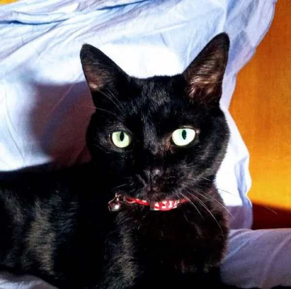 regalo due gatti | Foto 0