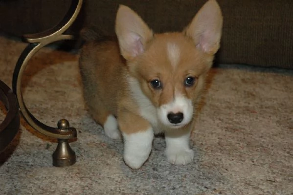  cuccioli di  welsh corgi
