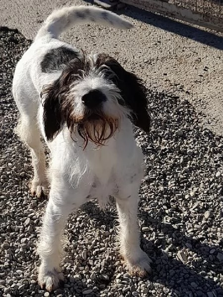 polpot simpatico simil lagotto da adottare 