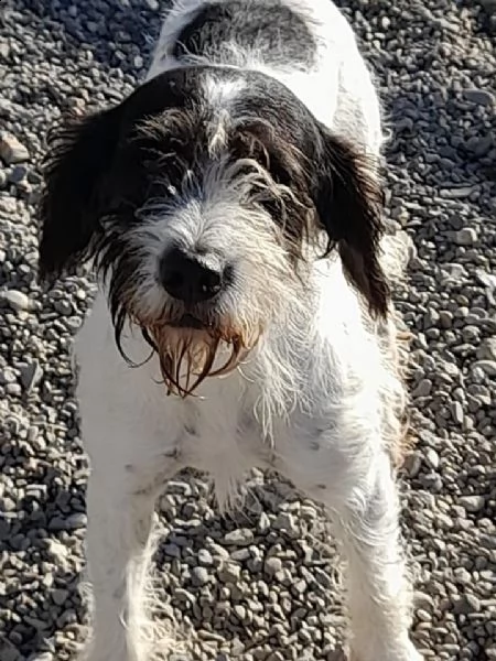 polpot simpatico simil lagotto da adottare  | Foto 0