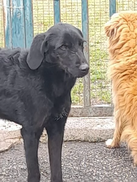 cocco splendido e giovane simil segugio da adottare | Foto 0