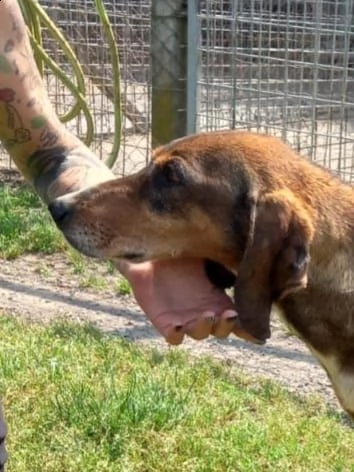 gustavo splendido segugio da adottare 