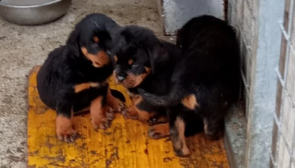 cuccioli rottweiler | Foto 2