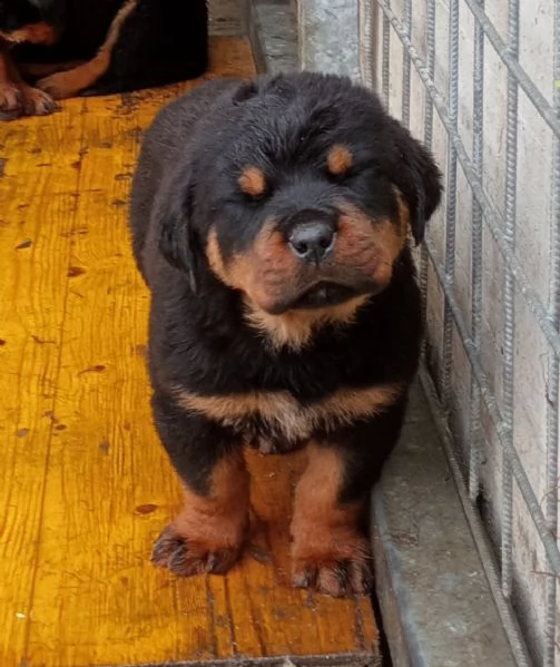 cuccioli rottweiler | Foto 1