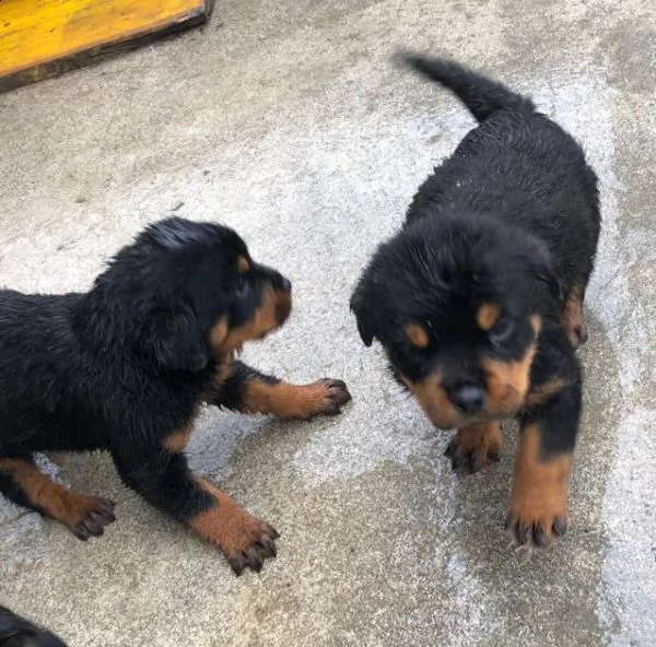 cuccioli rottweiler | Foto 0