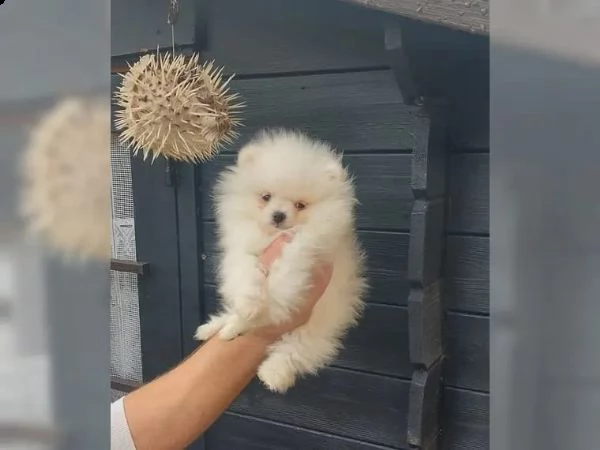 cuccioli di volpino pomerania | Foto 6