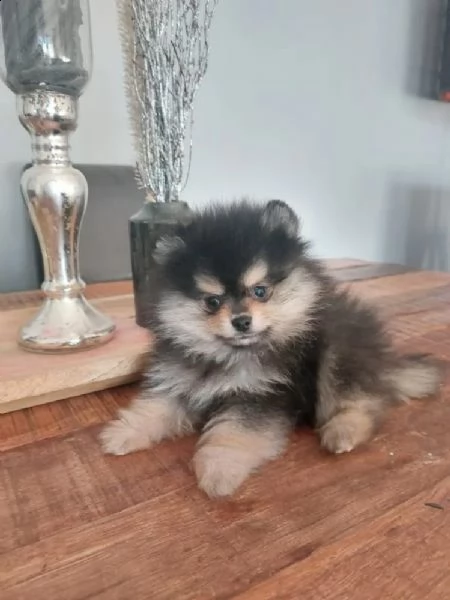 cuccioli di volpino pomerania | Foto 5