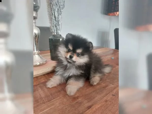 cuccioli di volpino pomerania | Foto 4