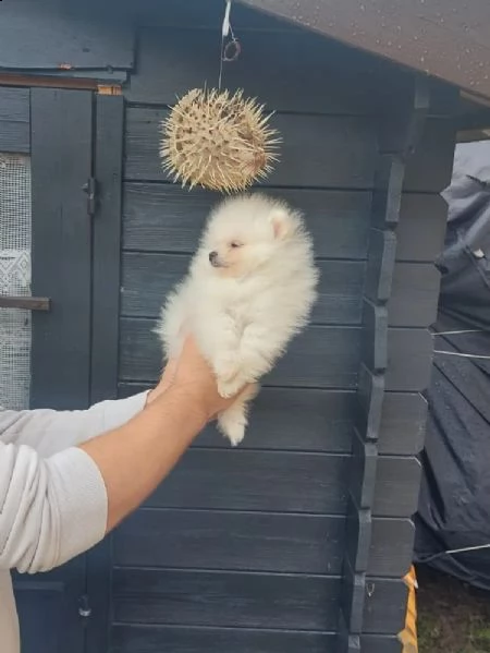 cuccioli di volpino pomerania