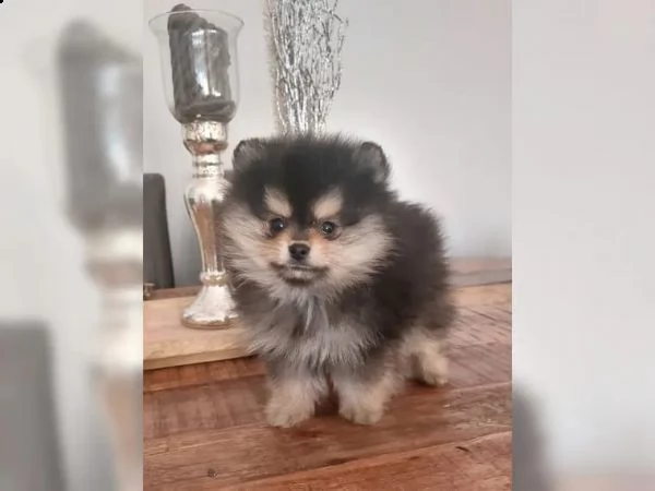 cuccioli di volpino pomerania | Foto 3