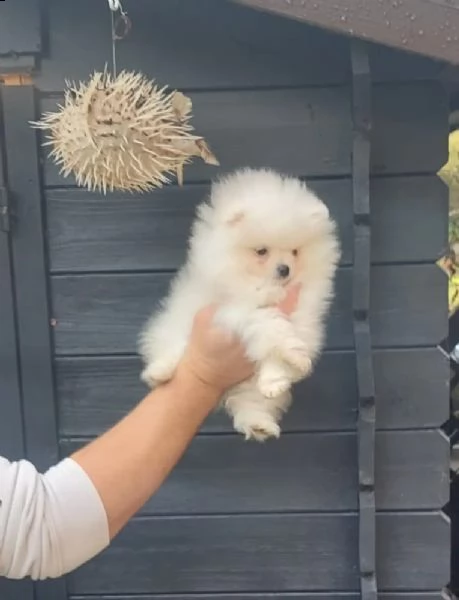 cuccioli di volpino pomerania | Foto 2