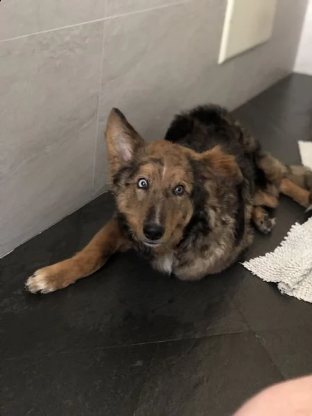 cucciolo di 7 mesi | Foto 5