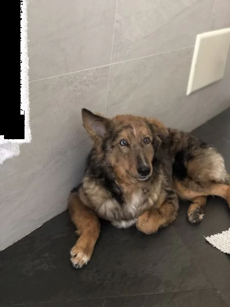 cucciolo di 7 mesi | Foto 4