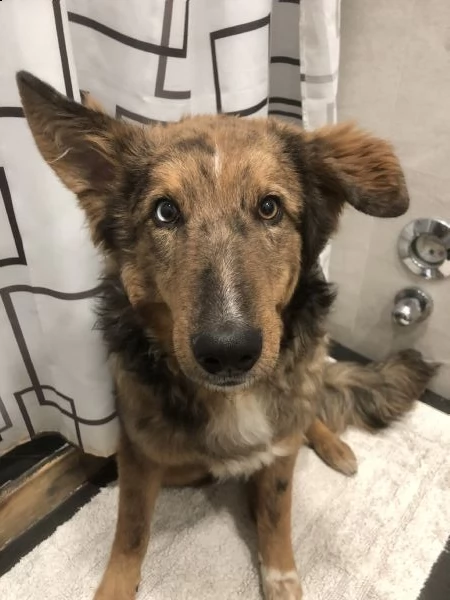 cucciolo di 7 mesi | Foto 3
