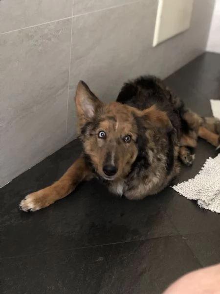 cucciolo di 7 mesi | Foto 1