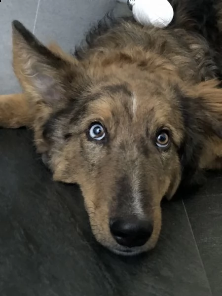 cucciolo di 7 mesi