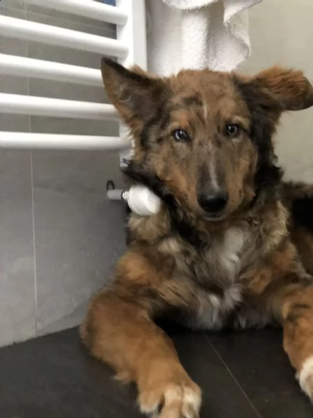 cucciolo di 7 mesi | Foto 0