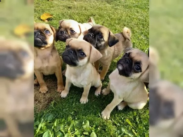 adorabili cuccioli di carlino | Foto 6