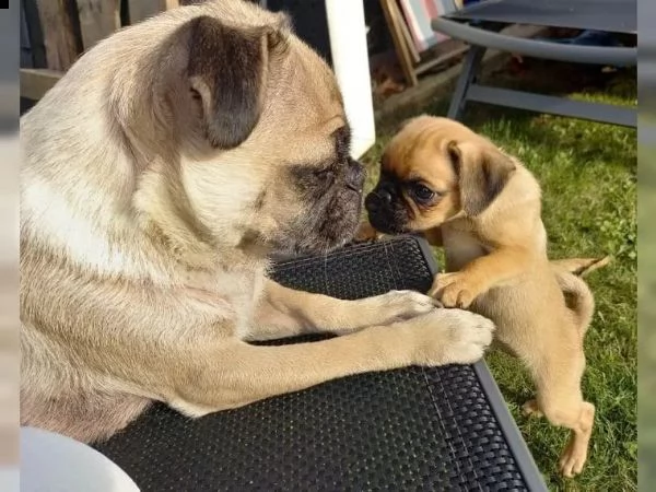 adorabili cuccioli di carlino