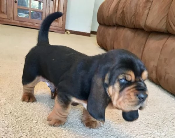 cuccioli di bassethound | Foto 0