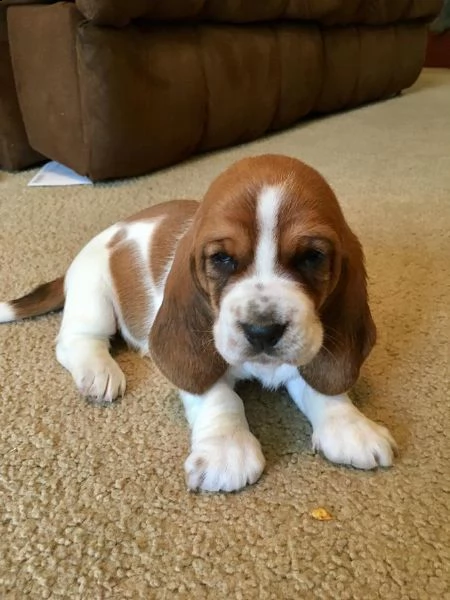 cuccioli di bassethound