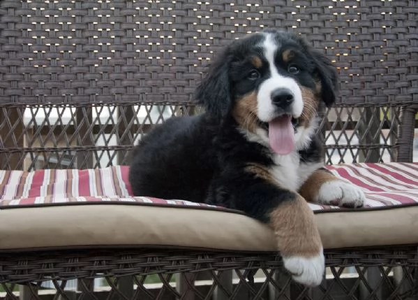 disponibili cuccioli di bovaro del bernese | Foto 0