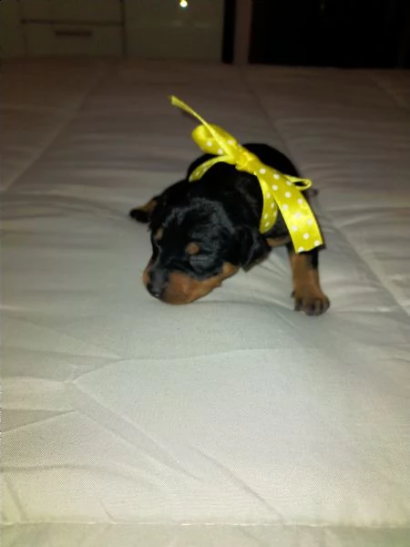 cuccioli meravigliosi di pinscher toy razza pura  | Foto 5