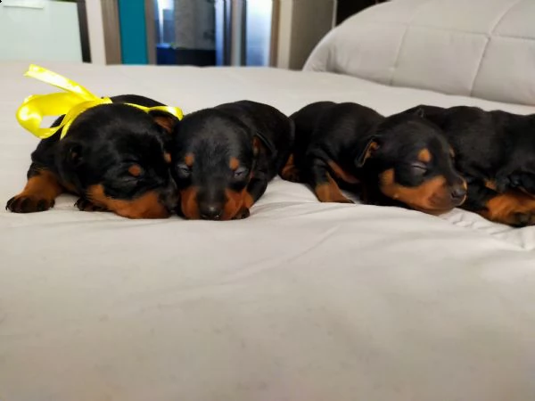 cuccioli meravigliosi di pinscher toy razza pura  | Foto 4
