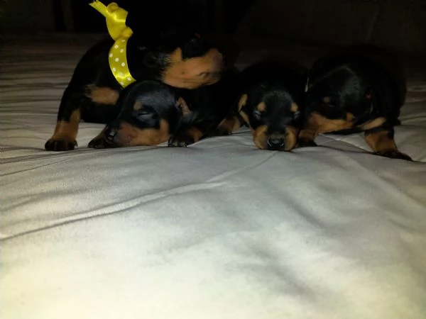 cuccioli meravigliosi di pinscher toy razza pura  | Foto 3