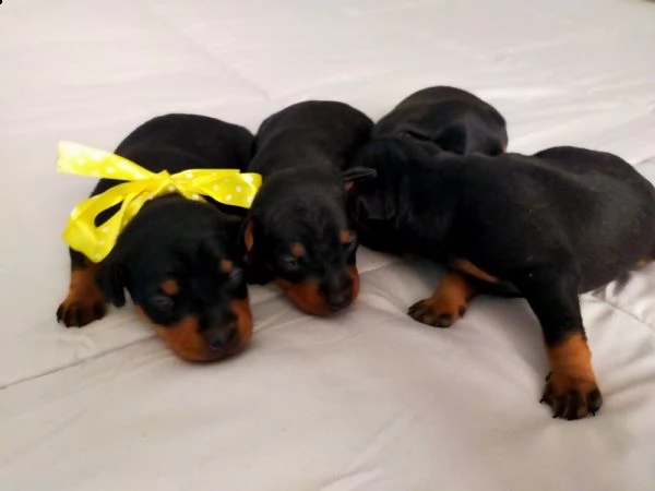 cuccioli meravigliosi di pinscher toy razza pura  | Foto 2
