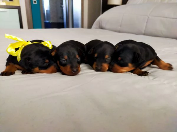 cuccioli meravigliosi di pinscher toy razza pura 
