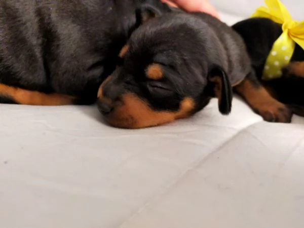 cuccioli meravigliosi di pinscher toy razza pura  | Foto 1