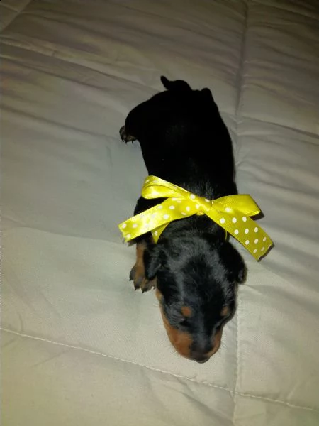 cuccioli meravigliosi di pinscher toy razza pura  | Foto 0