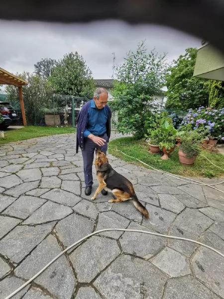 PASTORE TEDESCO 4 ANNI FEMMINA CERCA CASA NUOVO AMORE PADRONE | Foto 3