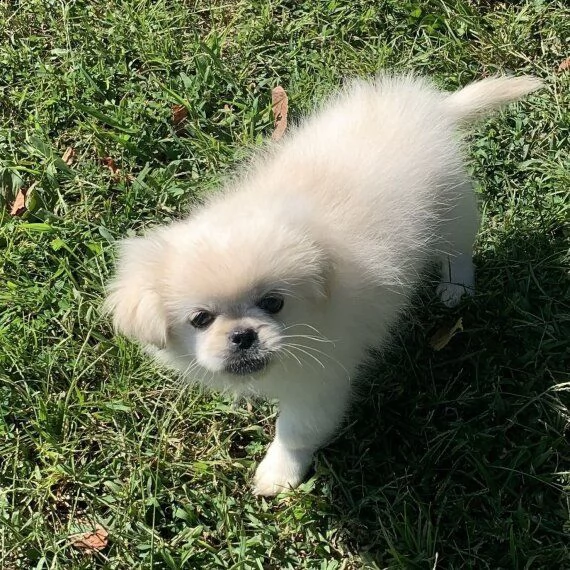 regalo dolci cuccioli pechinese per ladozione