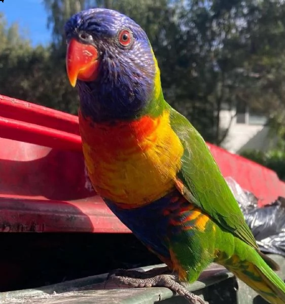 pappagallo lorichetti arcobaleno maschio e femmina 3 mesi affettuoso e affettuoso molto docile r