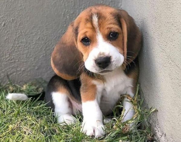 regalo beagle  | Foto 0