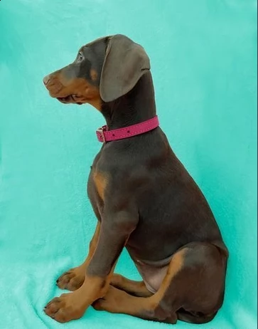 due bellissimi cuccioli di dobermann