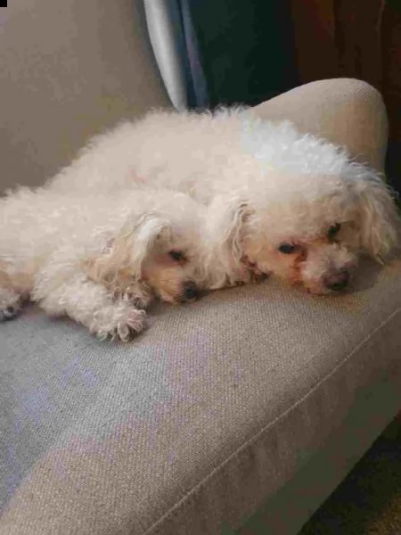  regalo di cuccioli maltesi molto piccoli