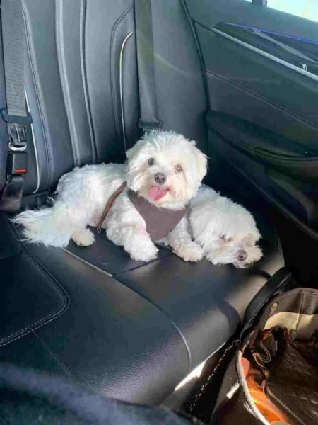  adozione gratuita del cucciolo di spitz maltese