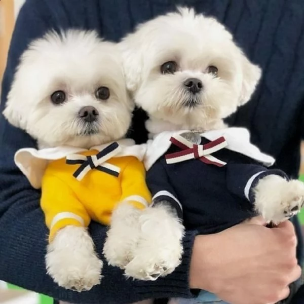 regalo di cucciolo maltese da un privato a qualsiasi casa interessata