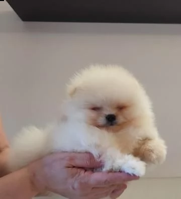 volpino di pomerania, spitz | Foto 2